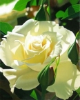 Pale Yellow Beauty